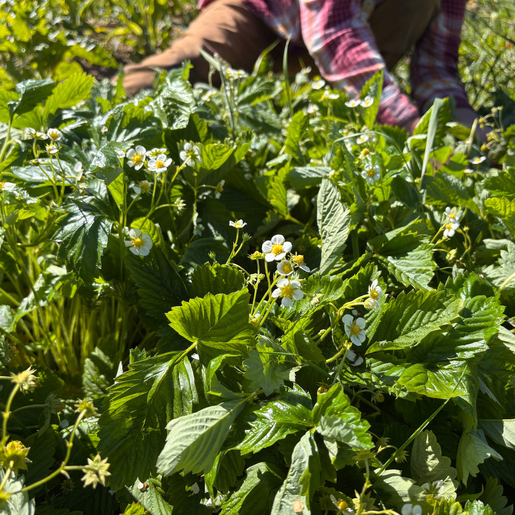 White Alpine Strawberry