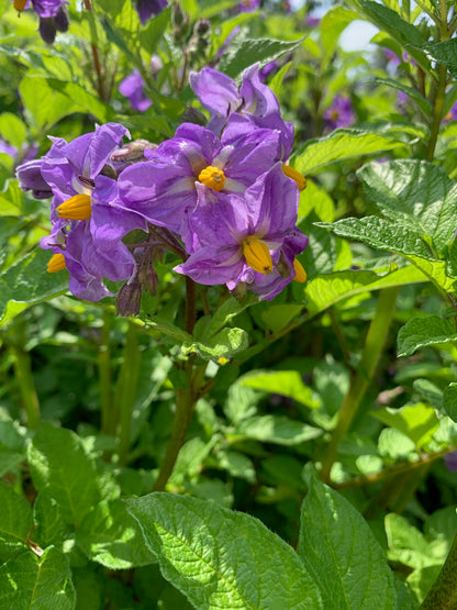 Potato Fruit Seeds