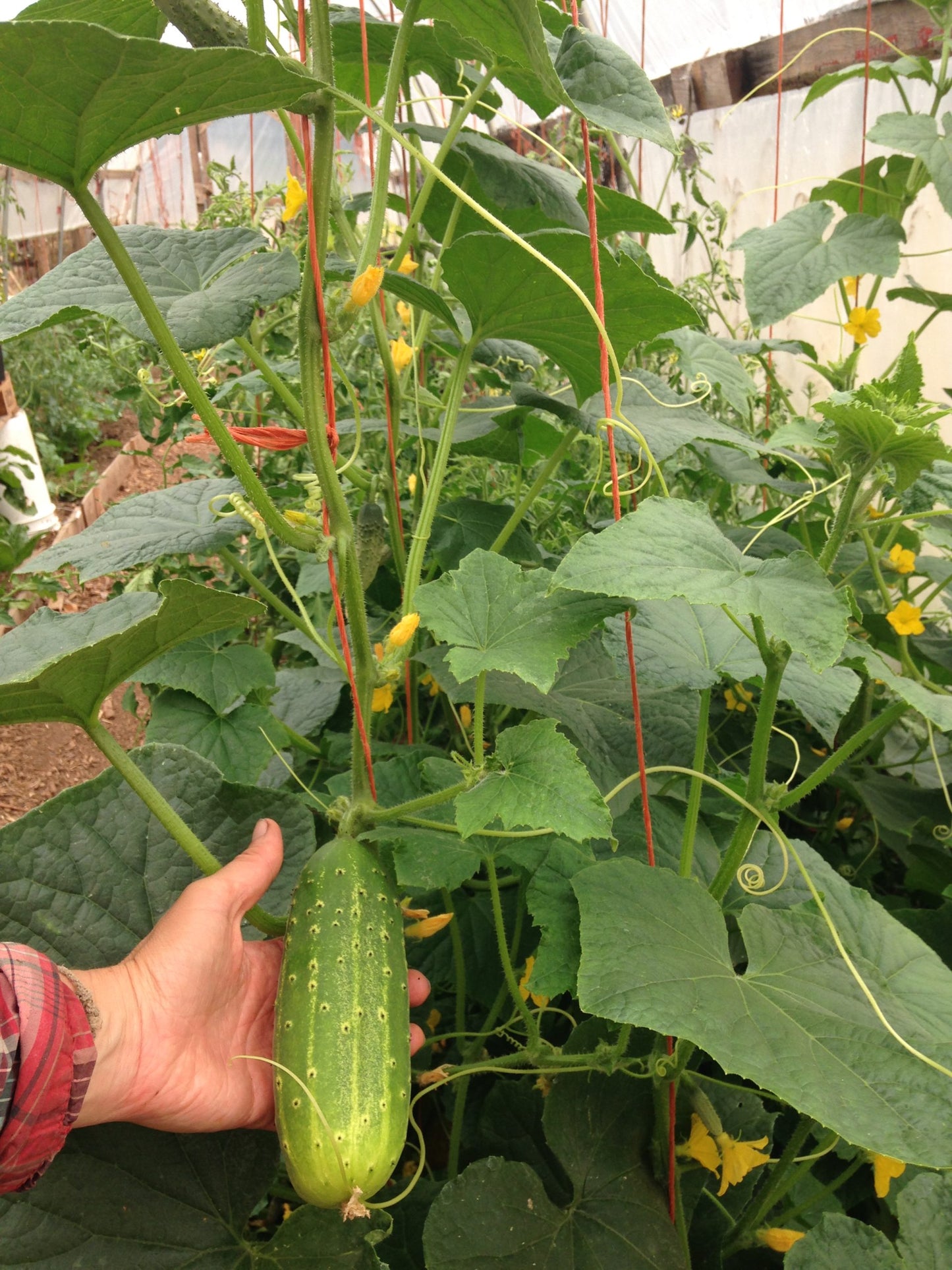 Pickling Cucumber