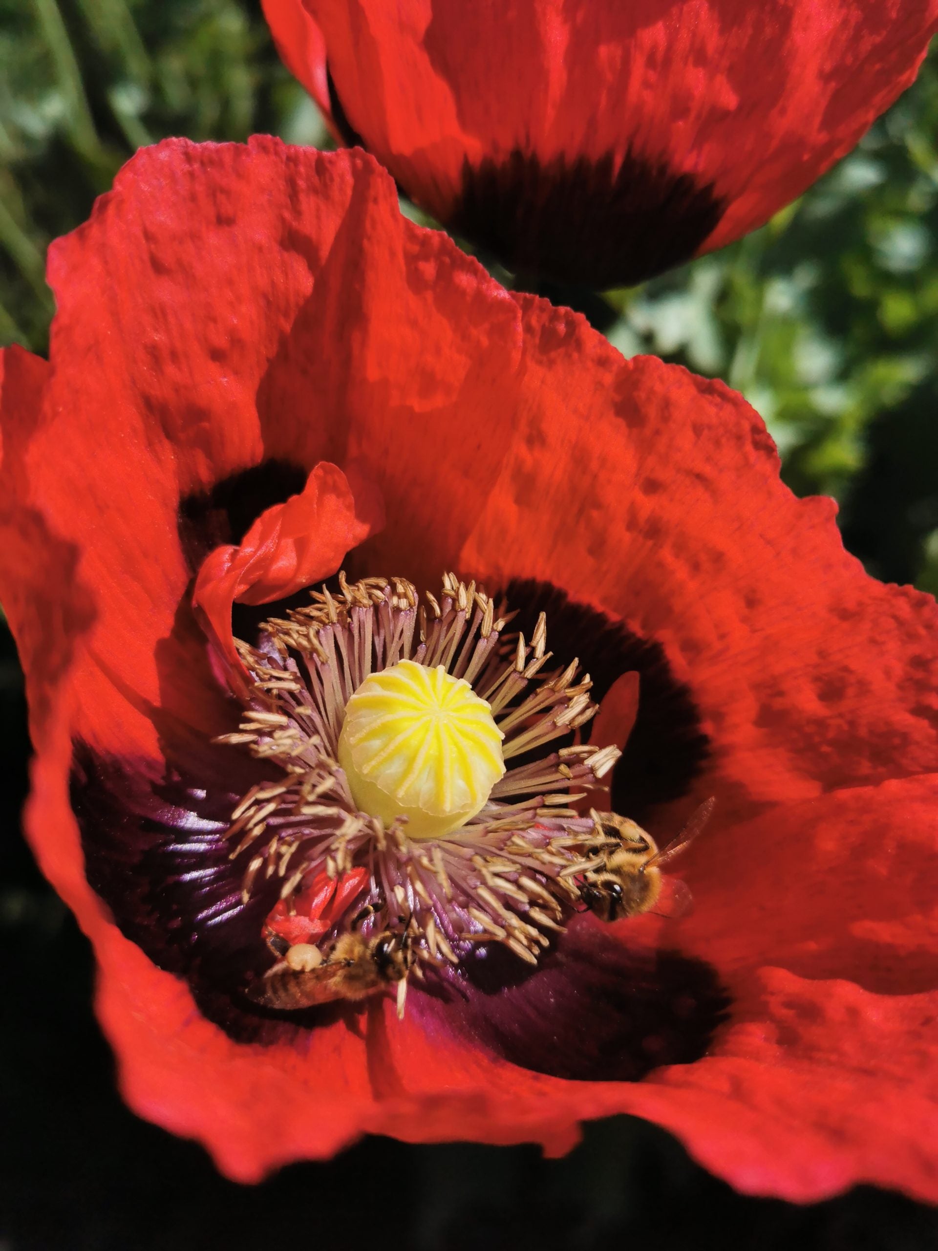 Opium Poppy