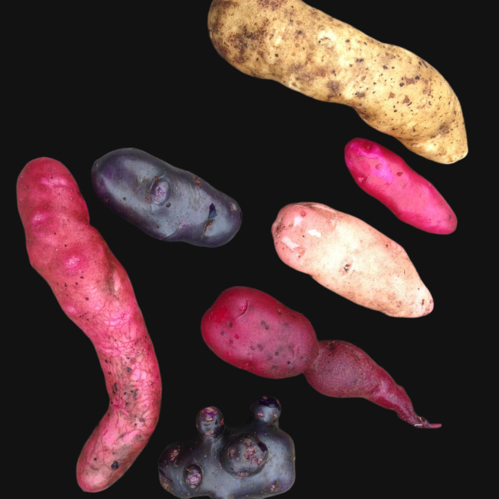 Metchosin Farm Original Seed Potato Mix