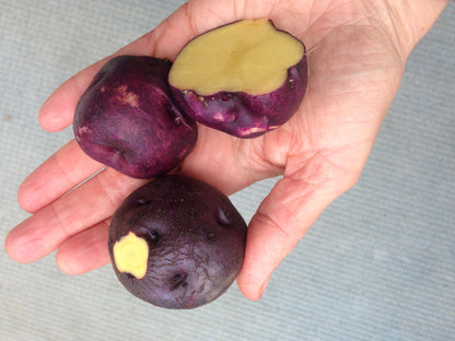 Potato Fruit Seeds