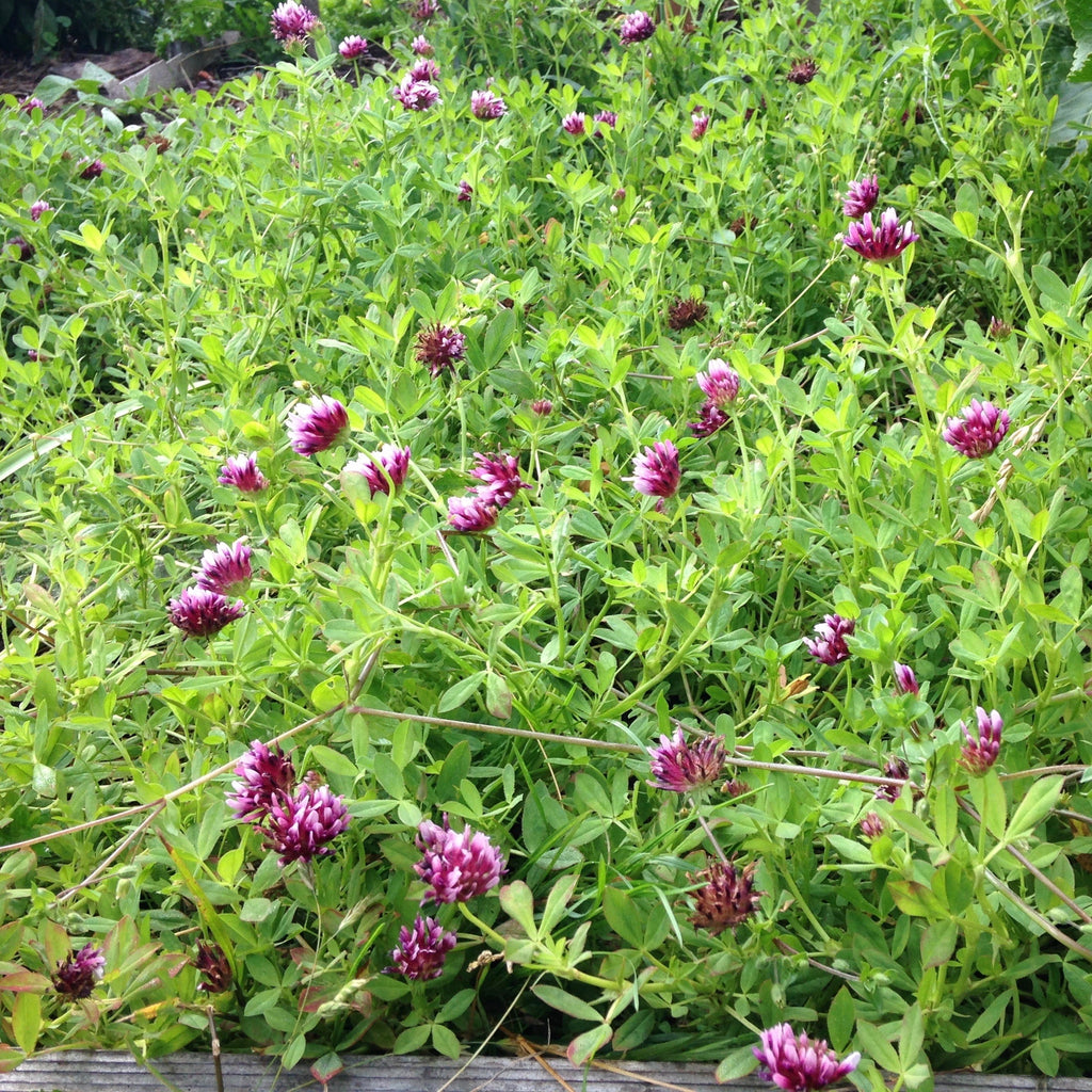 Springbank Clover
