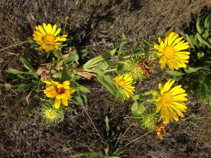 Oregon Gumweed