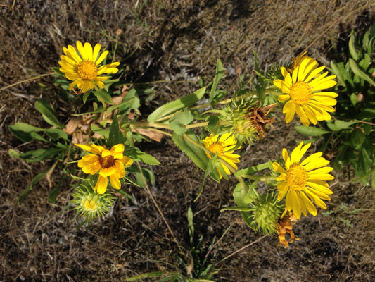 Oregon Gumweed