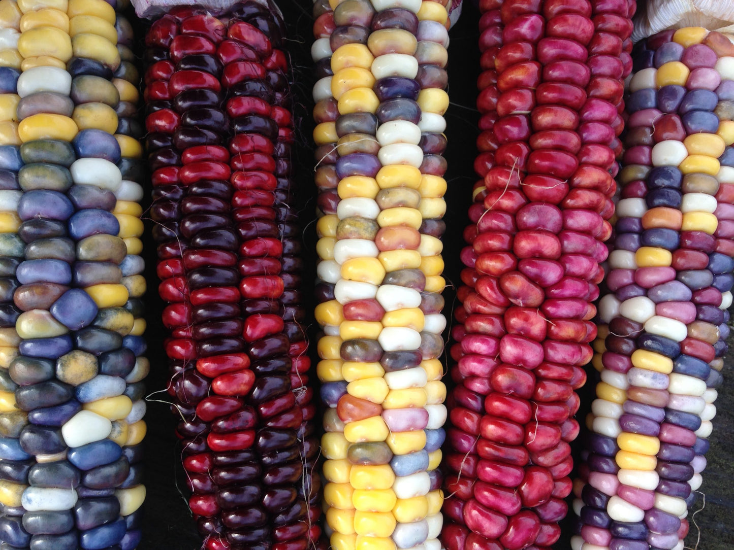 Painted Mountain Corn