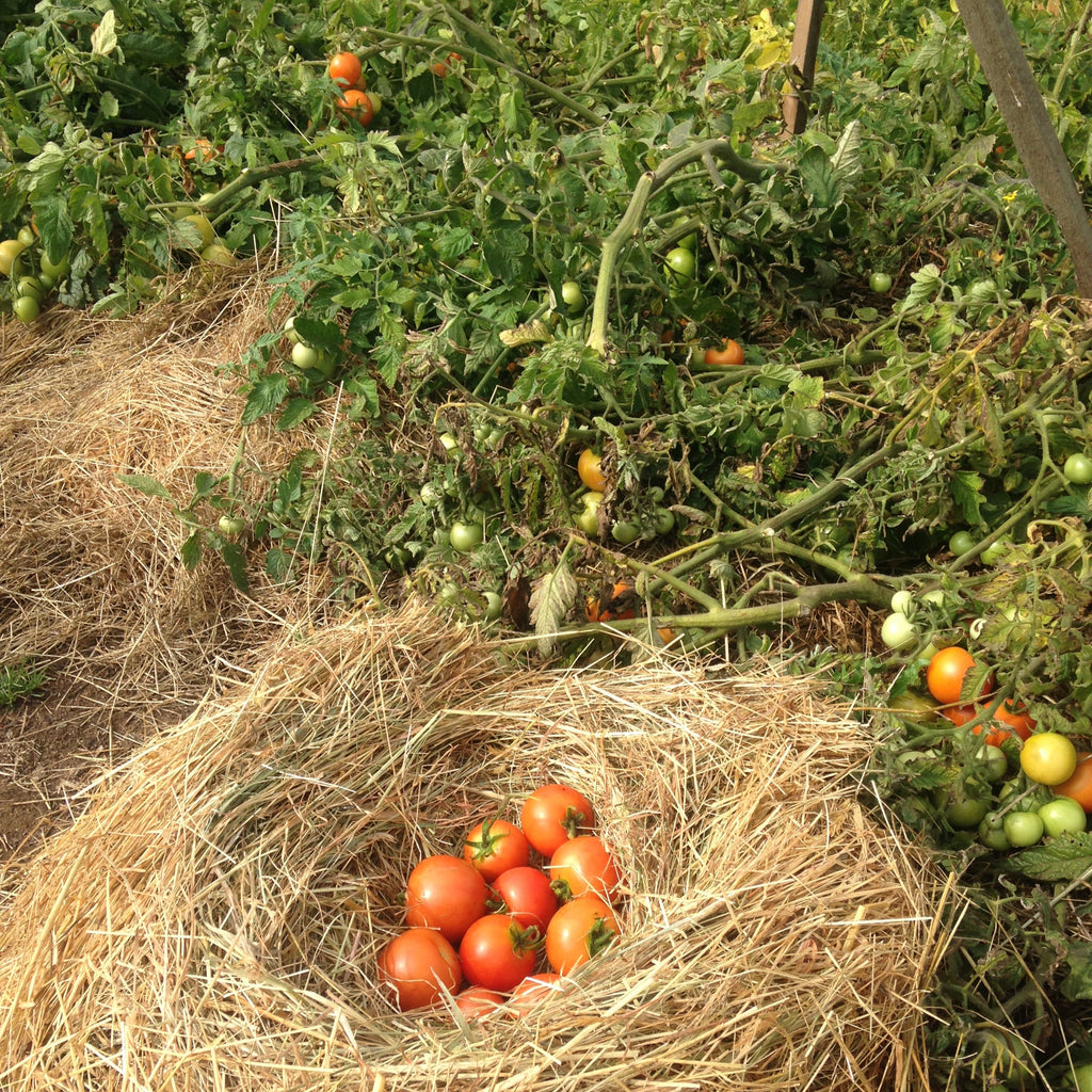 Best of all tomato