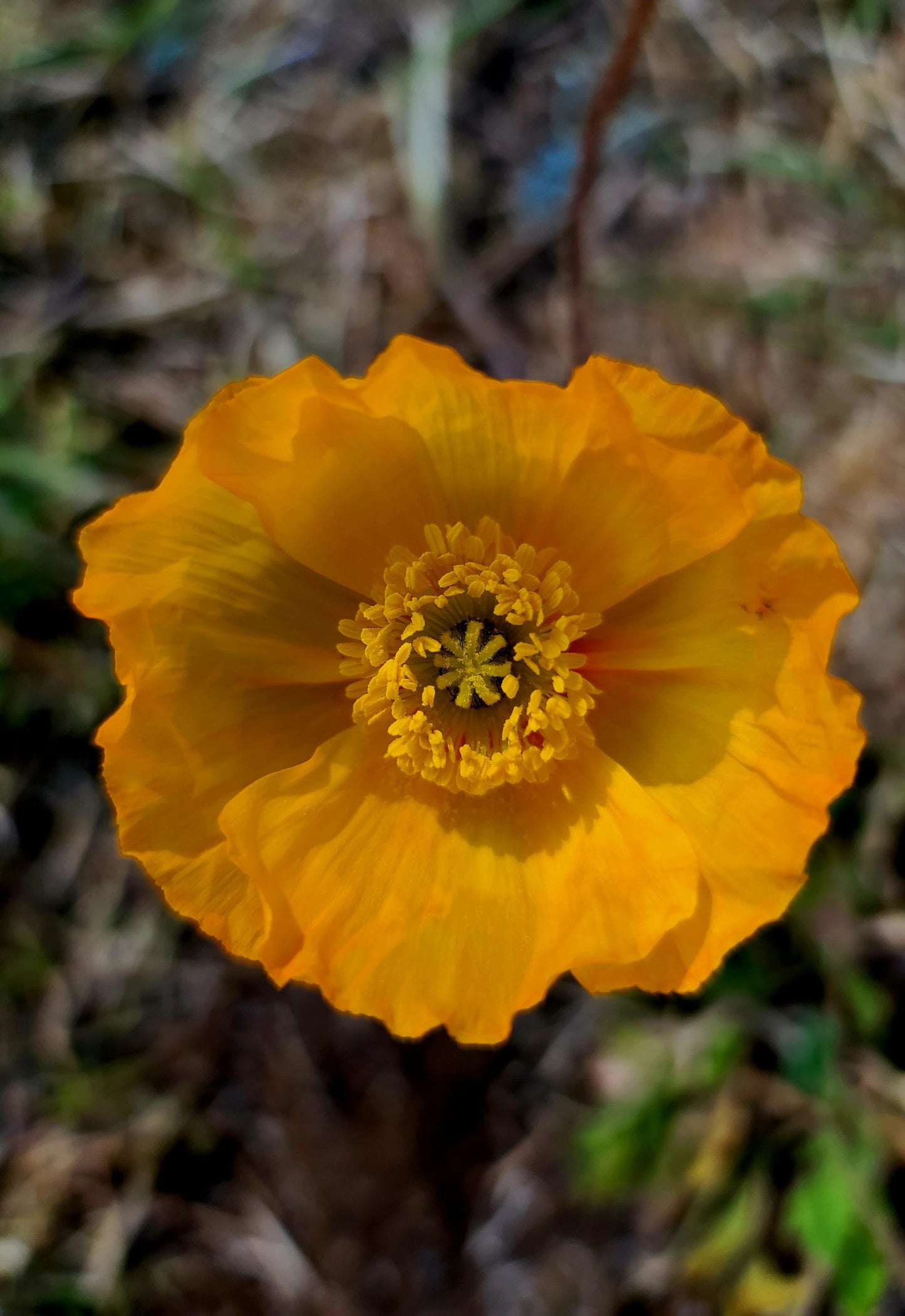 Icelandic Poppy