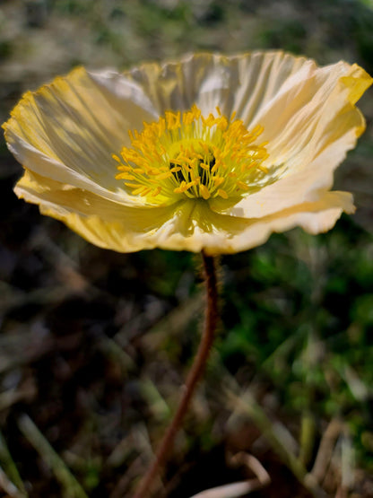 Icelandic Poppy