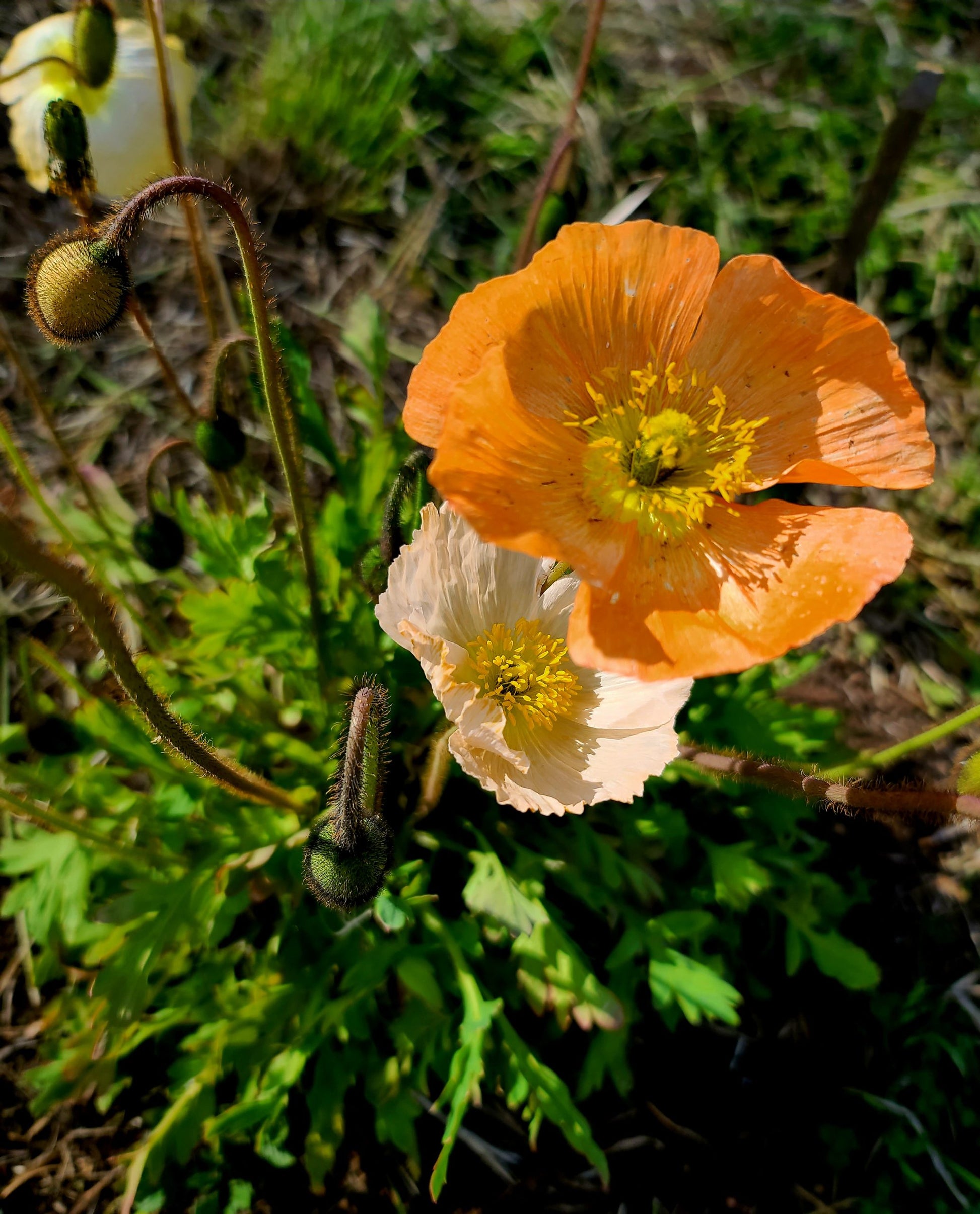 Icelandic Poppy