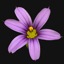 Idaho Blue-Eyed Grass