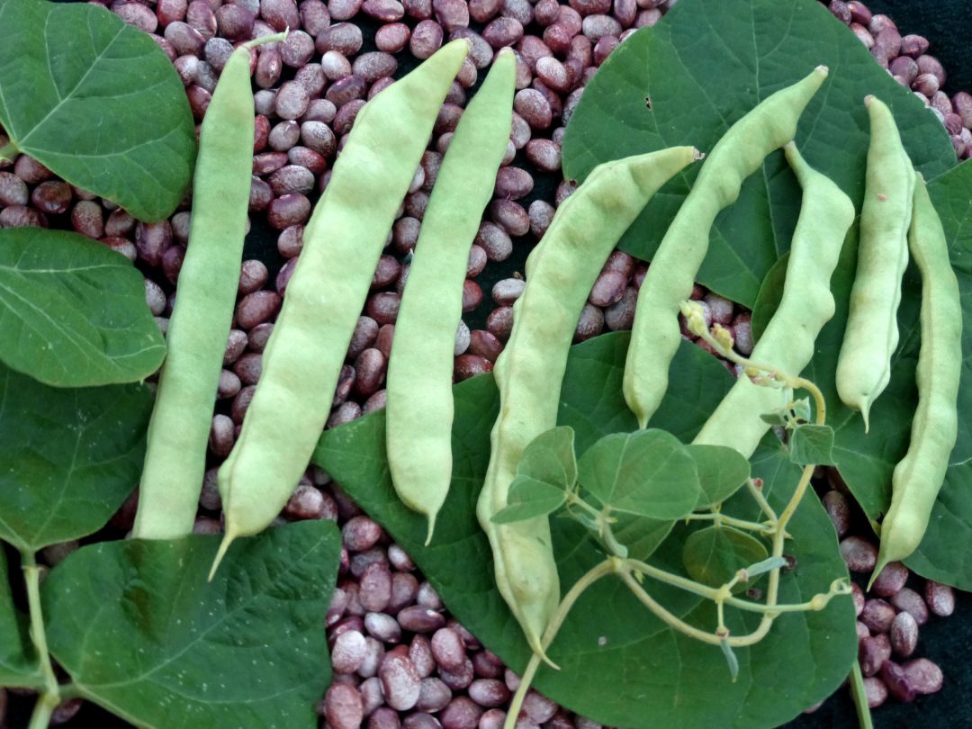 Italian Pole Bean