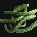 Japanese Suyo Long Cucumber