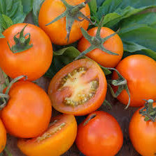 Jaune de Flamme Tomatoes