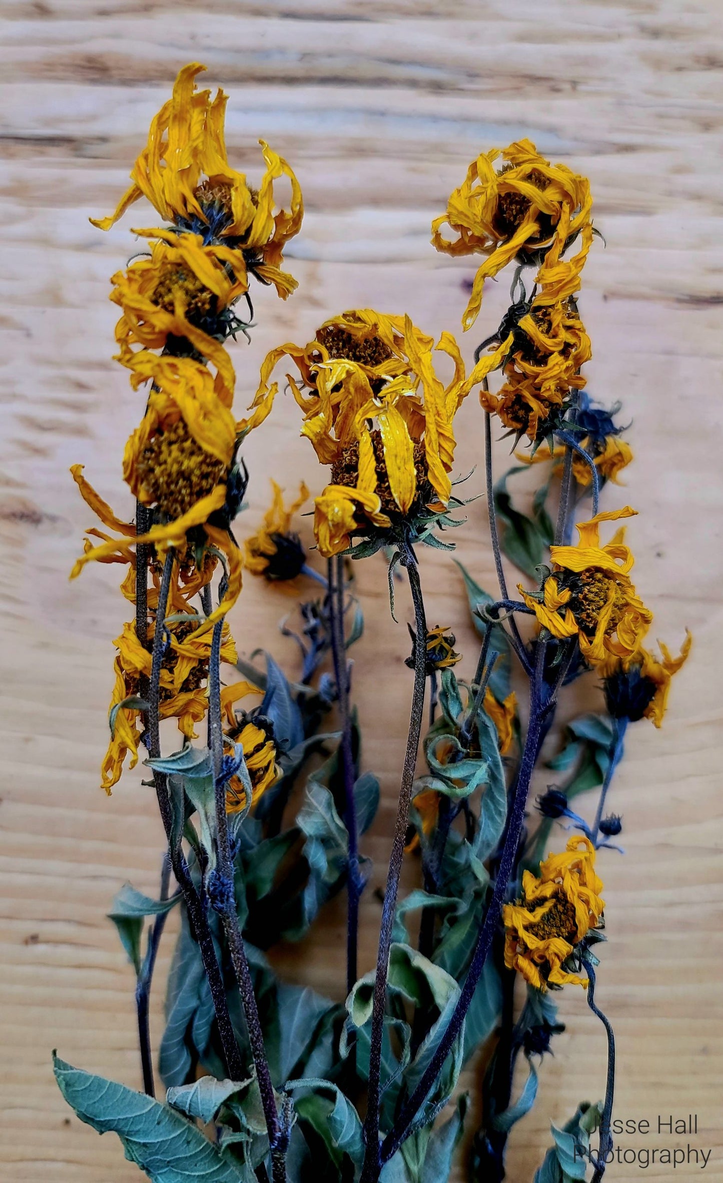 Jerusalem Artichoke Flower for the Meadow Mix