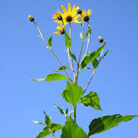 Jerusalem Artichoke