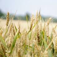 Khorasan Wheat Field