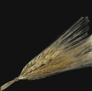 Khorasan Wheat Head