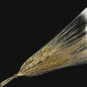 Khorasan Wheat Head