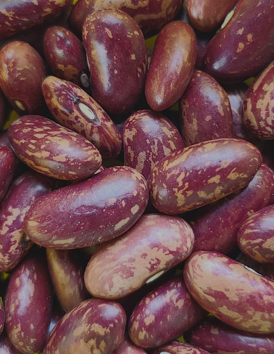 King of the Early Bush Bean