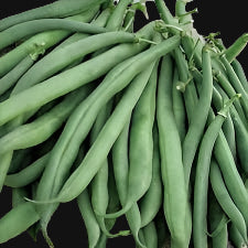 King of the Early Bush bean 