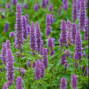 Korean Licorice Mint