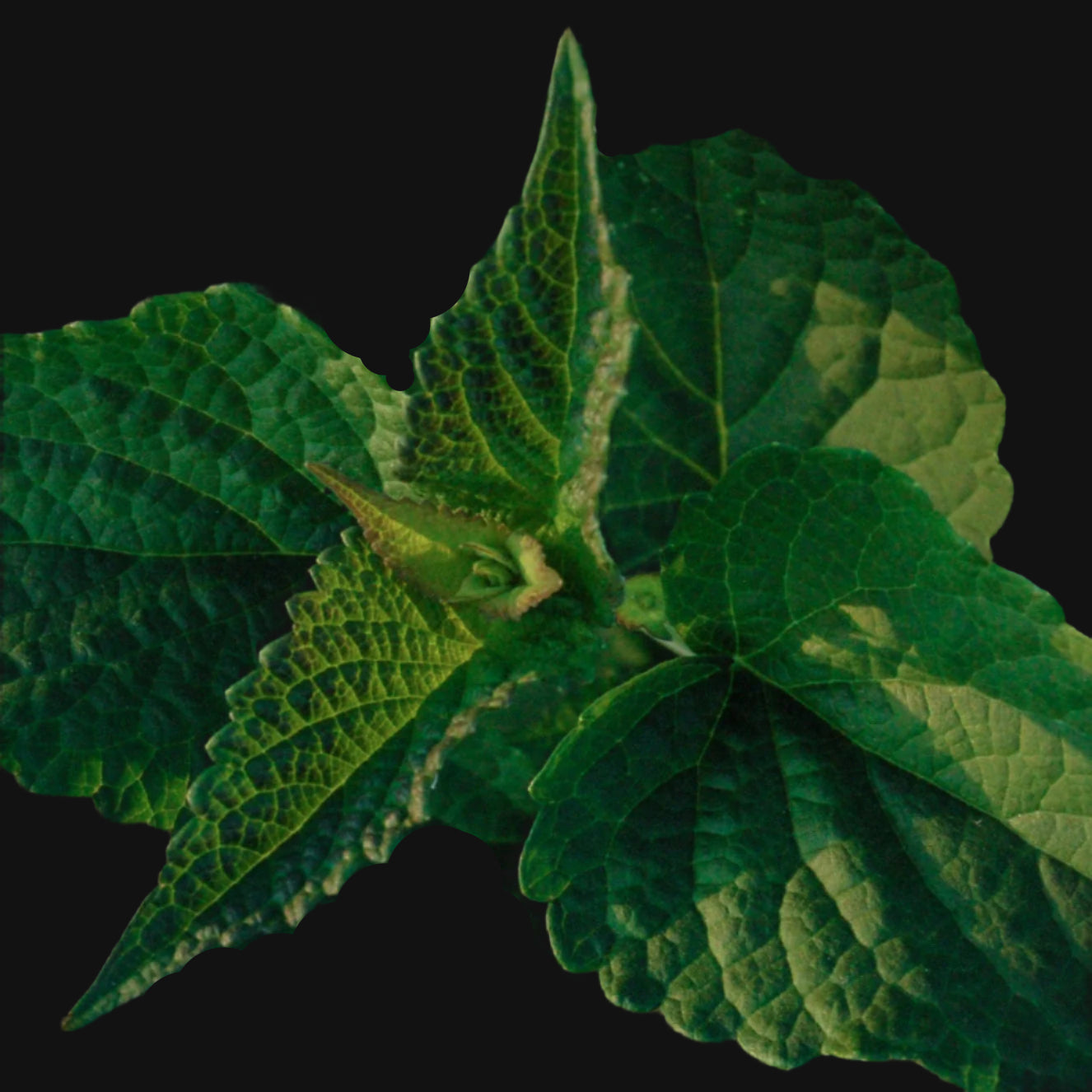 Korean Licorice Mint