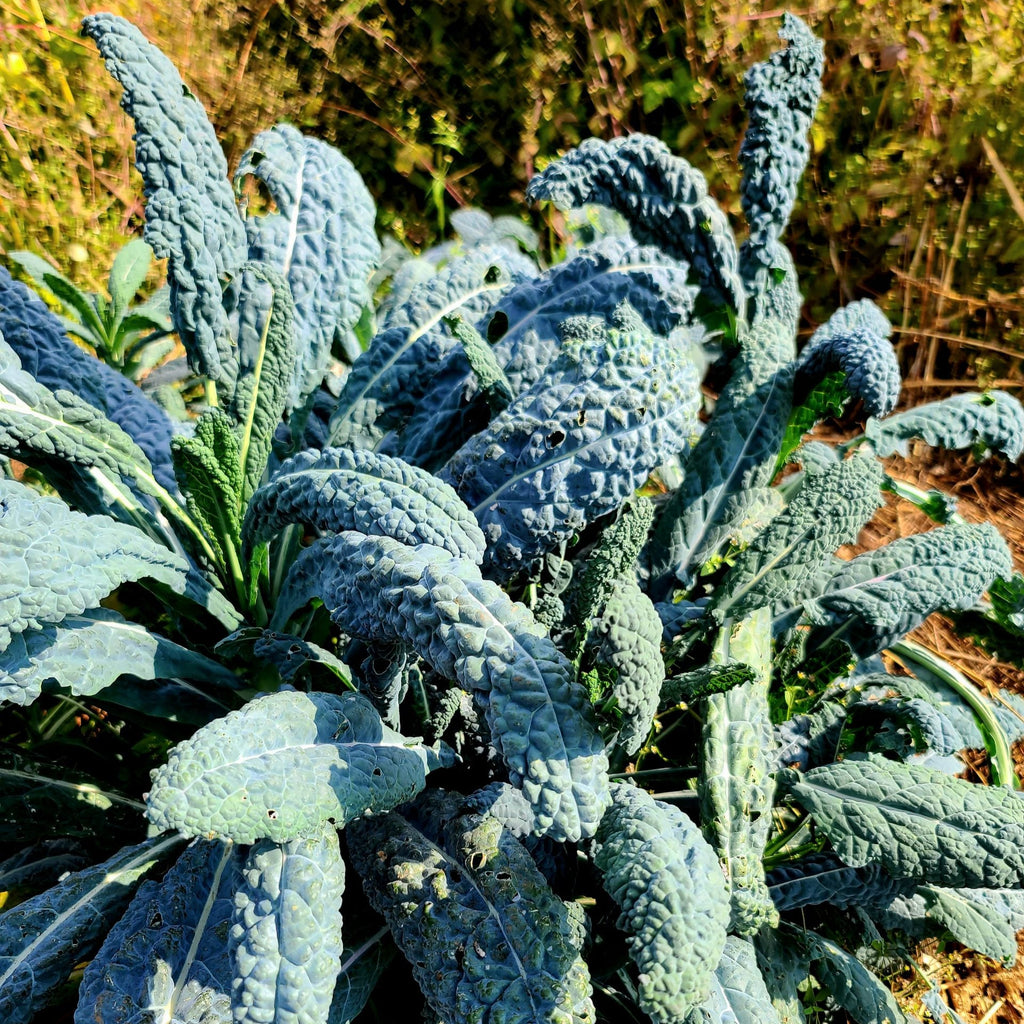 Lacinato Kale