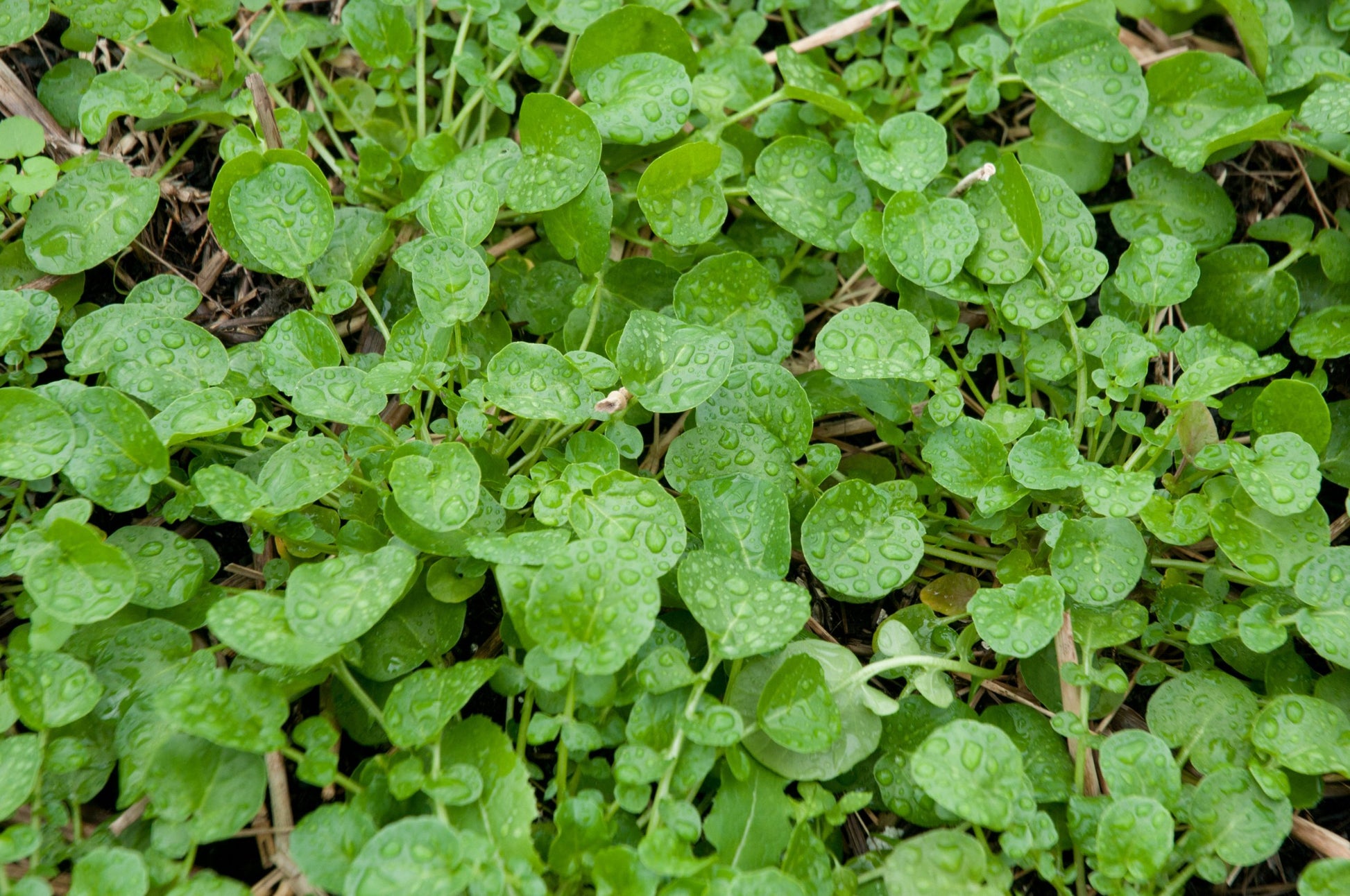 Land Cress