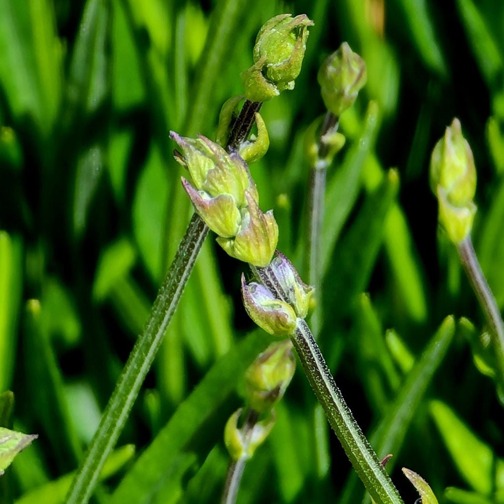 Lavender Seedling