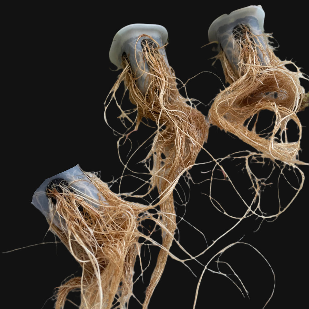 Lemon Balm Roots