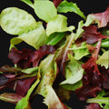 Lettuce Mix