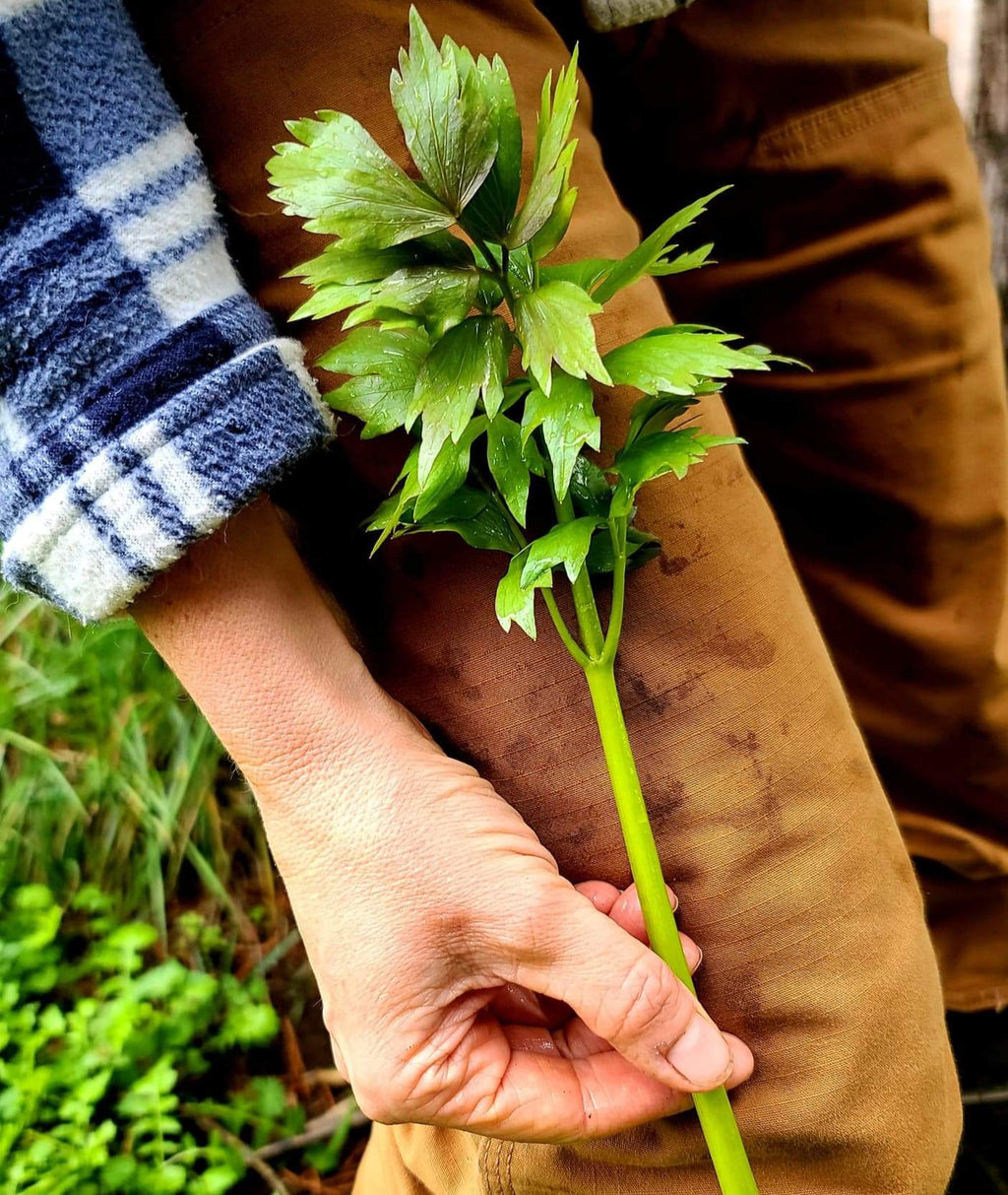 Lovage