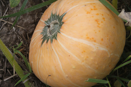 Lower Salmon River Squash