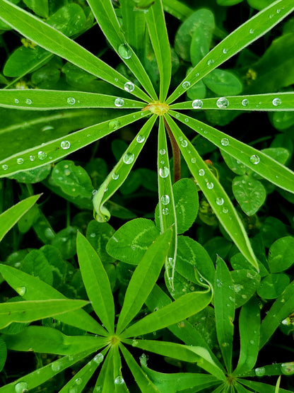 Lupin Mix