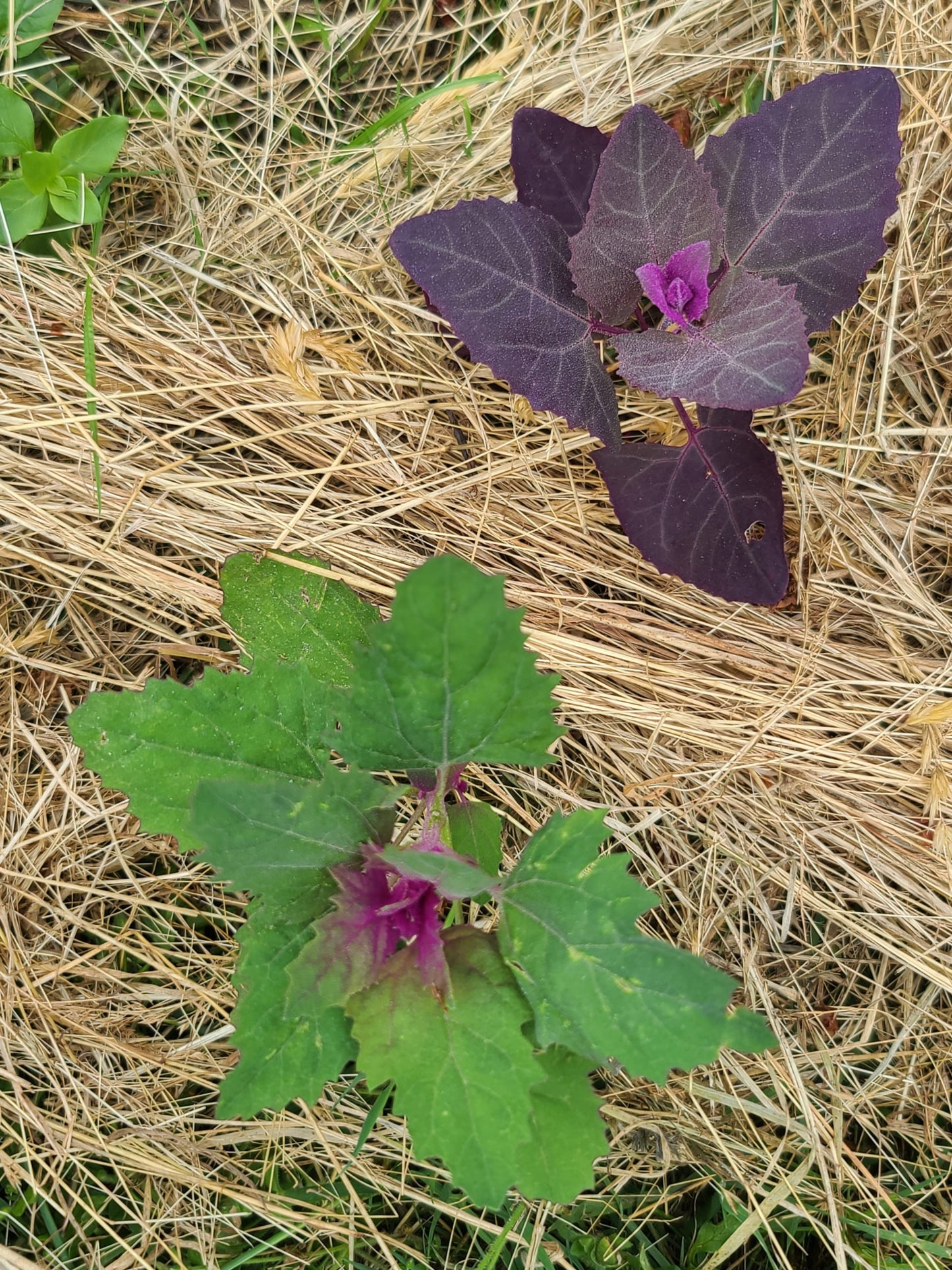 Magenta Spreen