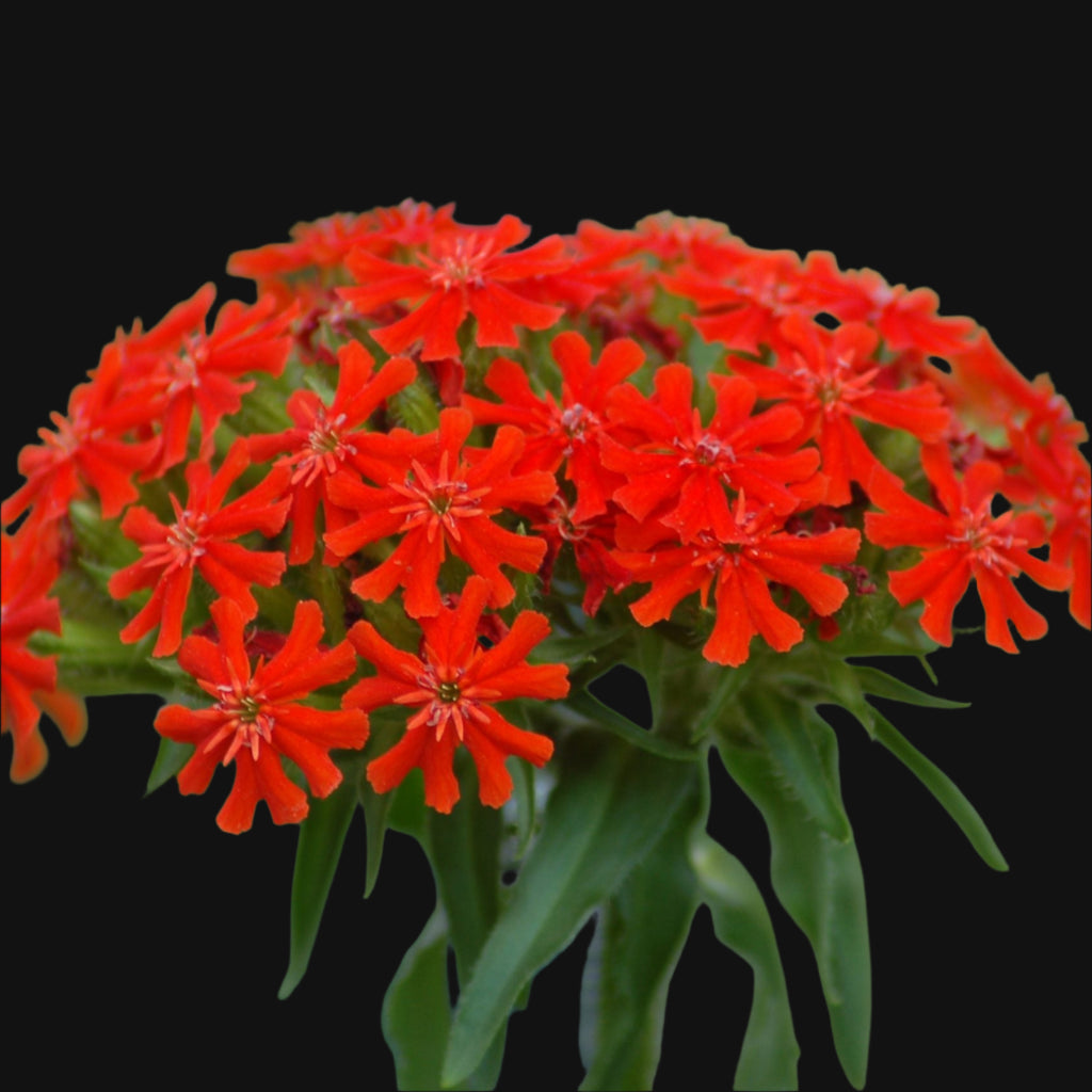 Maltese Cross