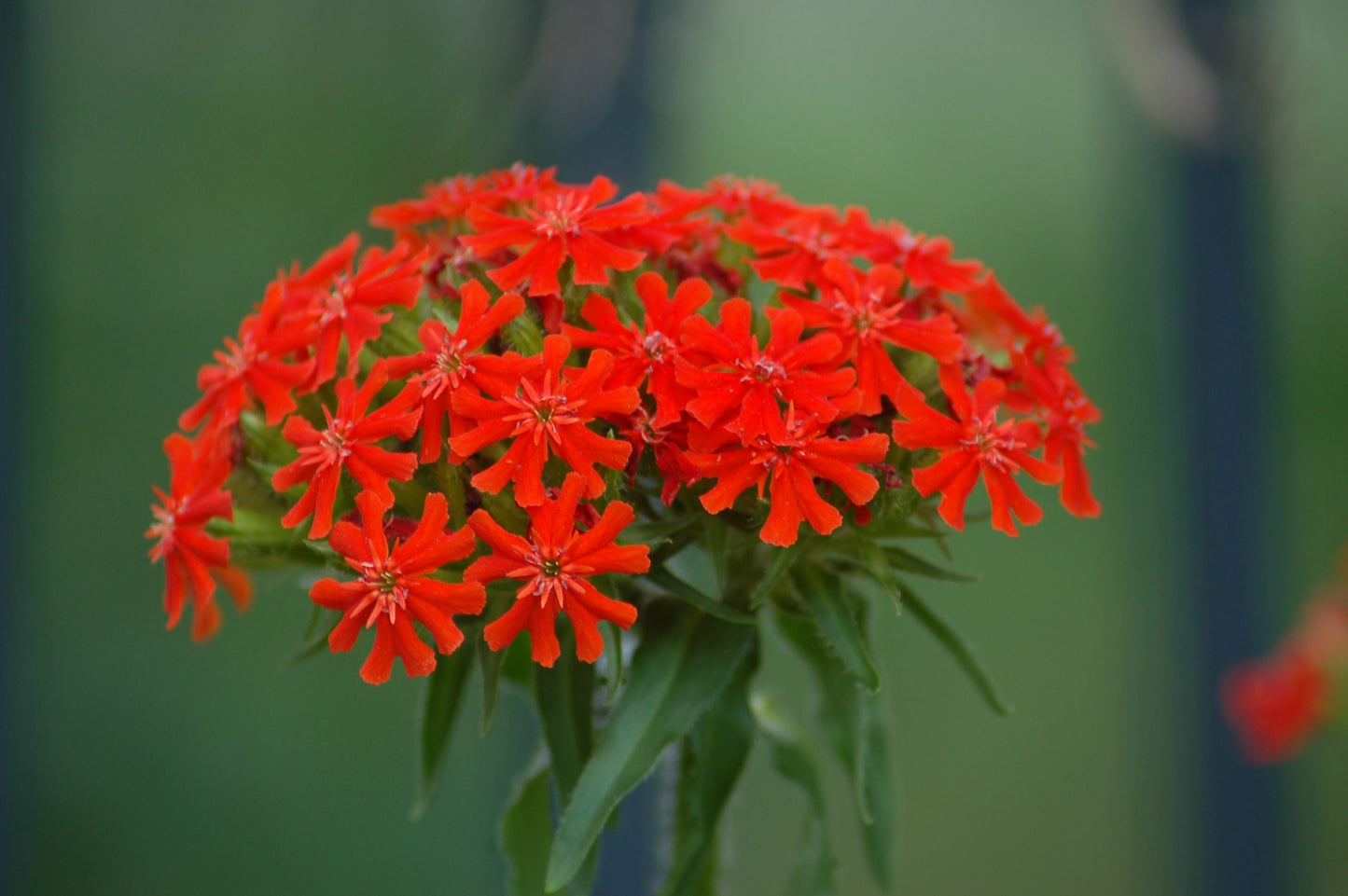 Maltese Cross