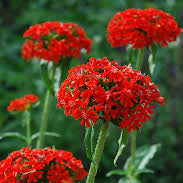 Maltese Cross