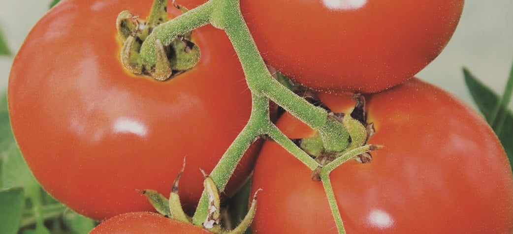 Manitoba Tomato