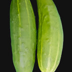Marketmore Cucumber