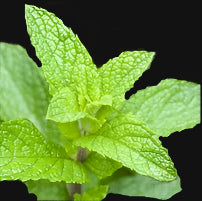 (pre-order) Medicinal Peppermint Root Stock