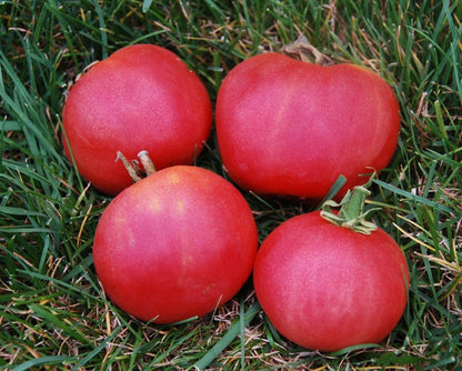 Metchosin Pink Tomato