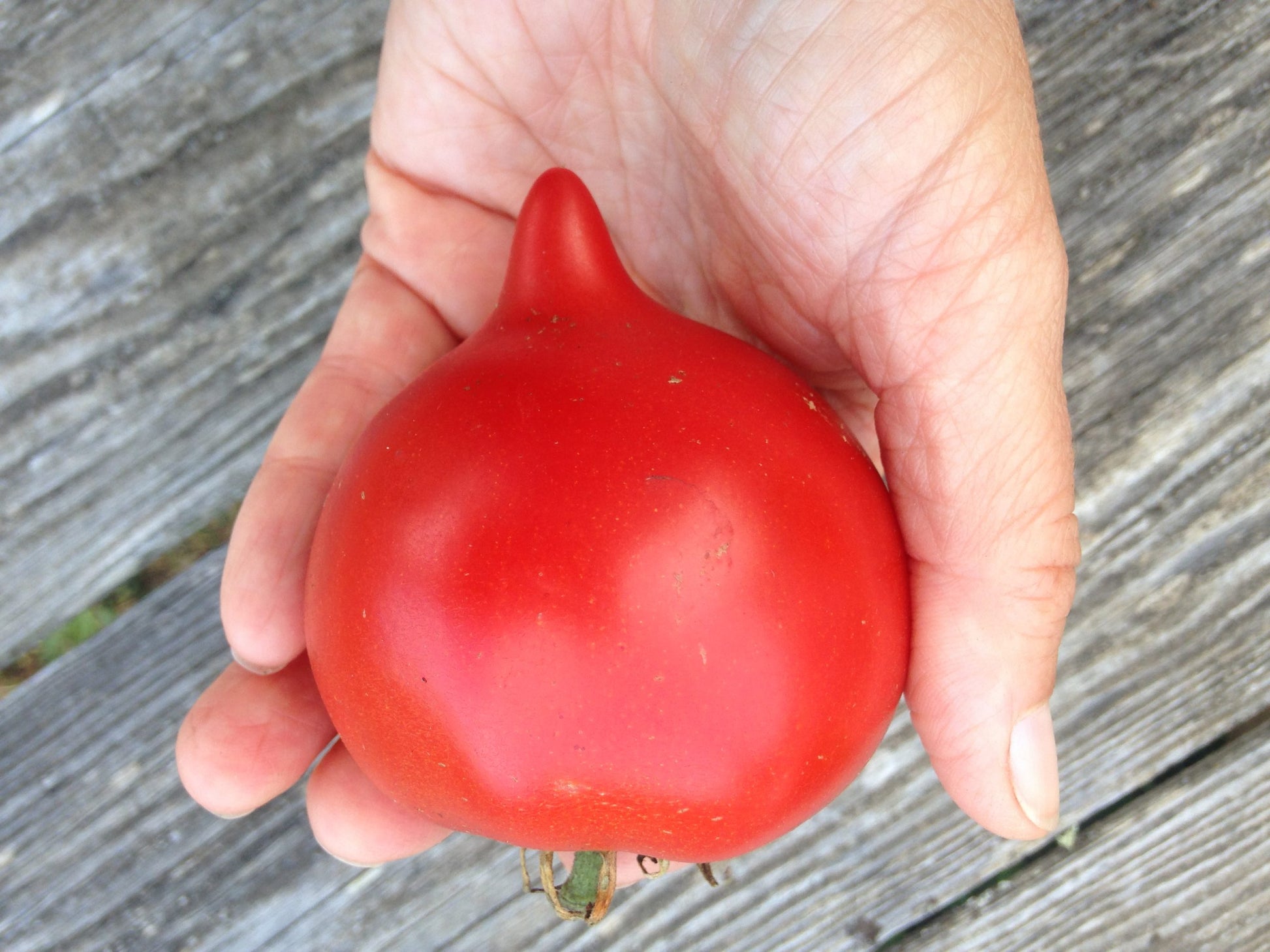 Teardrop Tomato