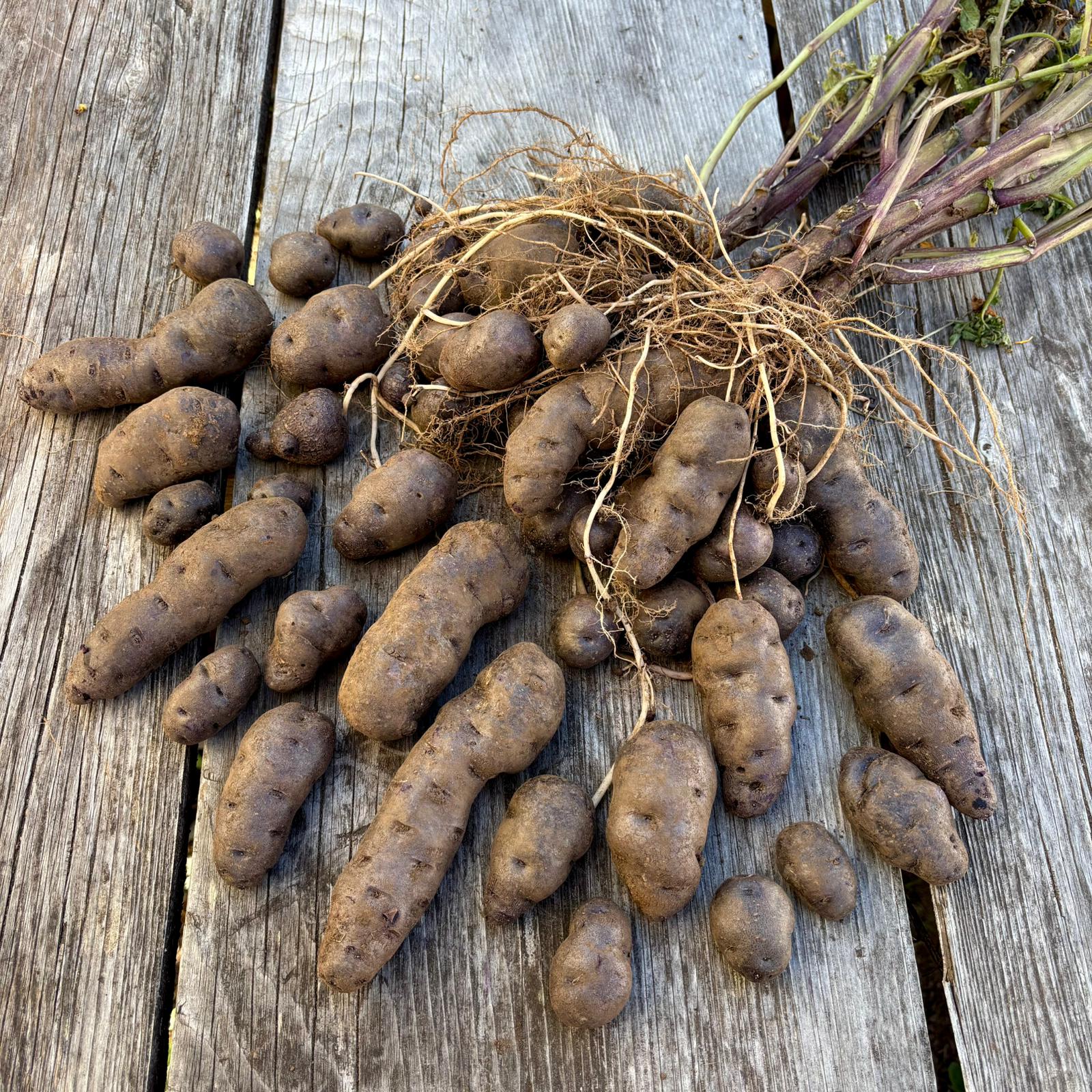 100% Canadian Grown Midnight Mix Seed Potatoes – Metchosin Farm
