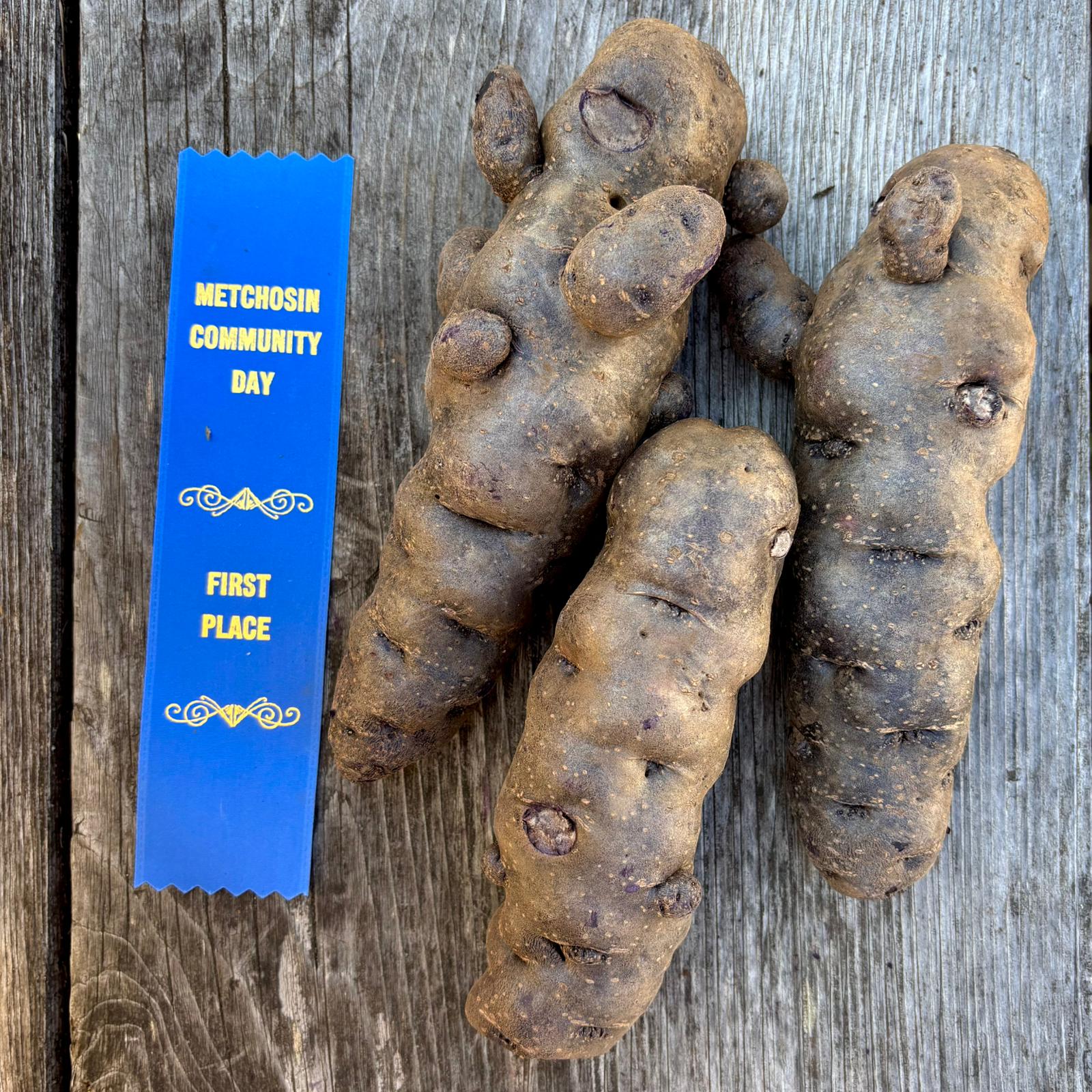 Three large potatoes on a wooden surface with a blue ribbon that reads 'Metchosin Community Day First Place'.