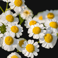 Mika's Headache Blend (Feverfew)