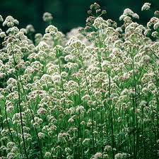 Mika's Headache Blend (Valerian)