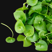 Miner's Lettuce