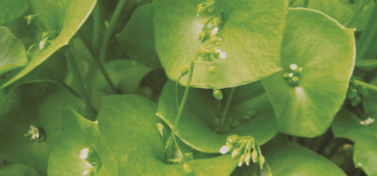 Miner's Lettuce